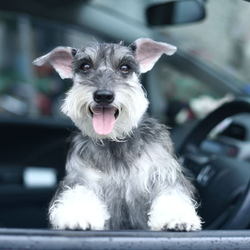 Boarding for dogs in Austell