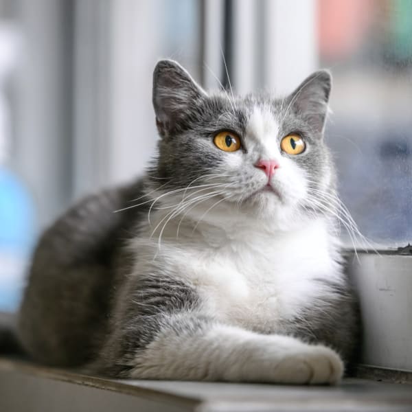 Dental Care, Bullard Animal Hospital, Austell vets