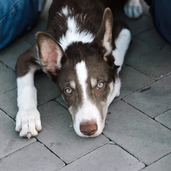 Pet Diagnostics, Austell vets