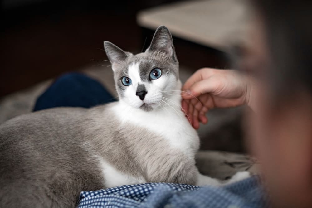Bullard Animal Hospital, Austell vets