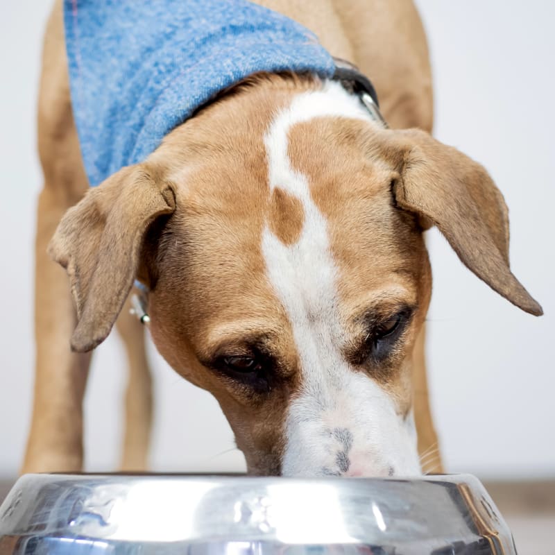 Diet Counseling | Bullard Animal Hospital, Austell Vet