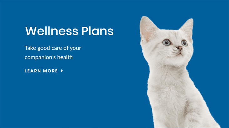 Wellness Plans, Austell